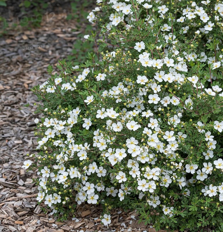 Foxglove (Potentilla fruticosa 'Abbotswood')