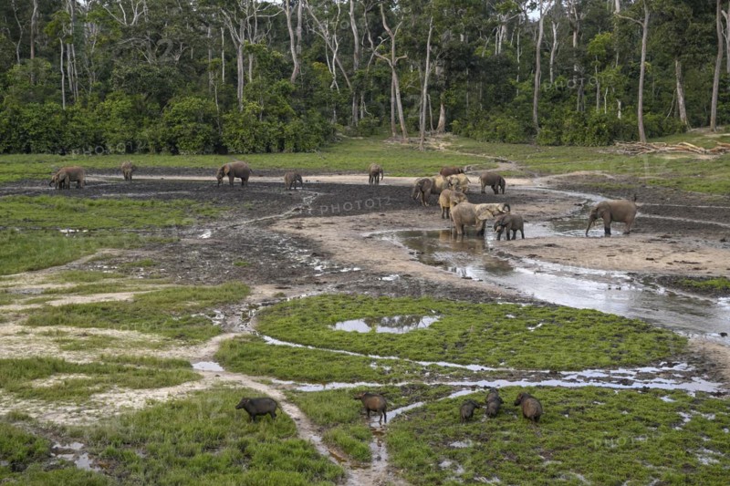 Giant forest hog (Hylochoerus meinertzhageni) and african forest elephants (Loxodonta cyclotis) in the Dzanga Bai forest clearing, Dzanga-Ndoki National Park, Unesco World Heritage Site, Dzanga-Sangha Complex of Protected Areas (DSPAC), Sangha-Mbaéré Prefecture, Central African Republic