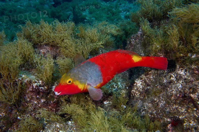 A brightly coloured Mediterranean parrotfish (Sparisoma cretense) swimming along a rock covered with algae, dive site Cueva del Tiburon, Las Galletas, Tenerife, Canary Islands, Spain