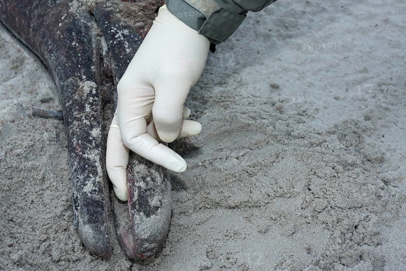 Sowerby's beaked whale (Mesoplodon bidens), North Sea beaked whale, flipper, found dead in the mudflats, Lower Saxony Wadden Sea National Park, Lower Saxony, Germany