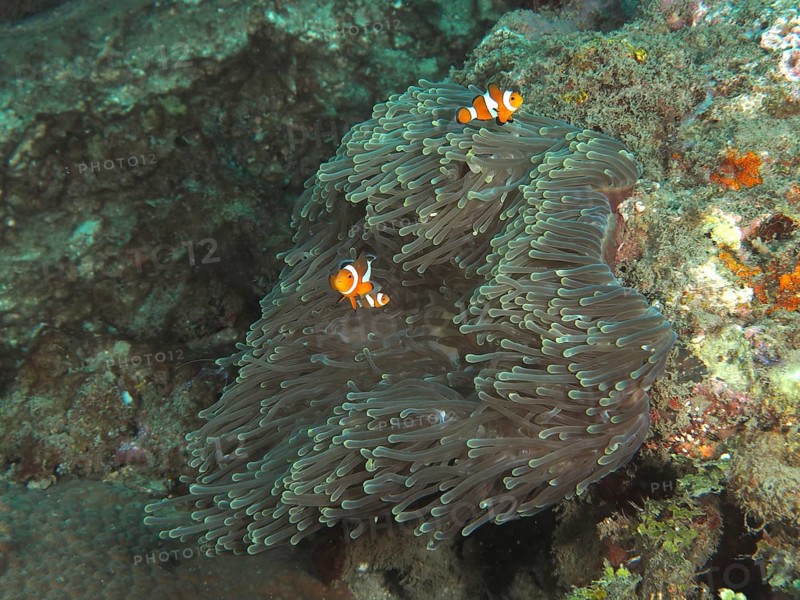 Two Ocellaris Clownfish (Amphiprion ocellaris) swimming in a Anthopleura xanthogrammica (Stichodactyla gigantea) on a coral reef, dive site Spice Reef, Penyapangan, Bali, Indonesia