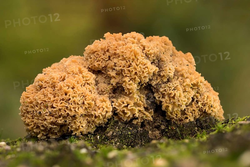 Grote sponszwam laagstandpunt, Cauliflower mushroom low point of view
