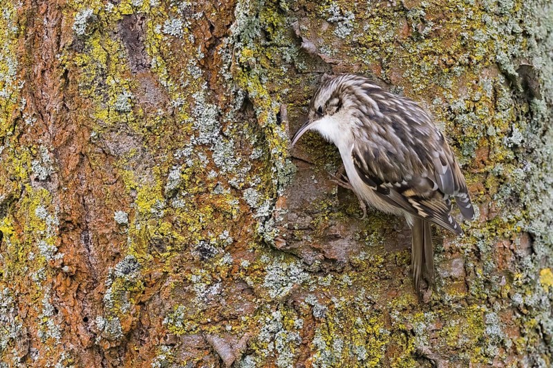Garden treecreeper (Certhia brachydactyla) foraging on lichen-covered tree bark, Hesse, Germany