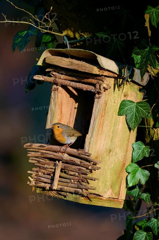 Robin (Erithacus rubecula), sitting on a rustic birdhouse surrounded by ivy, spring, Bavaria, Germany