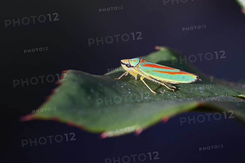 Rhododendron cicada (Graphocephala fennahi) sitting on a leaf of a rhododendron (Rhododendron), Wilnsdorf, North Rhine-Westphalia, Germany