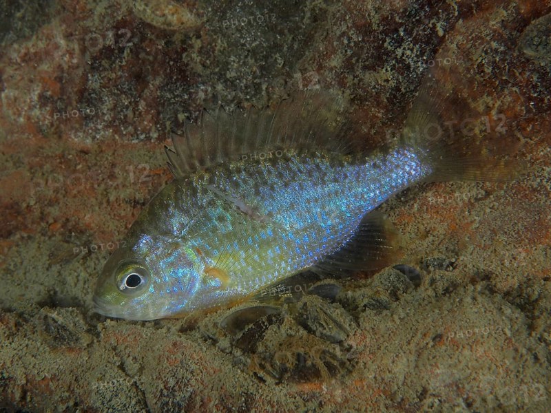 A fish with shiny scales, pumpkinseed sunfish (Lepomis gibbosus), rests on a rocky substrate in the water. Dive site Pumpwerk Rüschlikon, Lake Zurich, Canton Zurich, Switzerland
