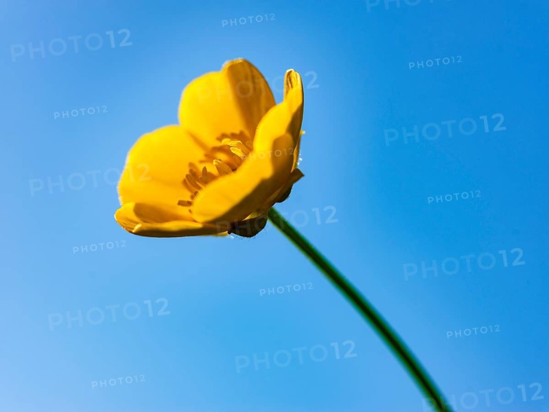 Ranunculus acris Bischofswiesen, Berchtesgadener Land, Upper Bavaria, Bavaria, Germany