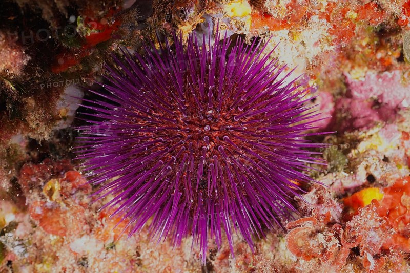 Live Sphaerechinus granularis (Sphaerechinus granularis) embedded in colourful red algae, dive site Cap de Creus Marine Reserve, Rosas, Costa Brava, Spain, Mediterranean Sea