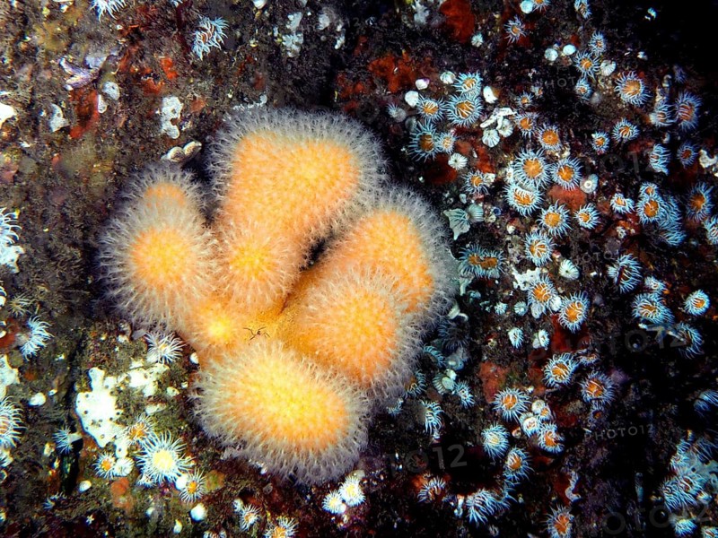 Bright orange dead man's fingers (Alcyonium digitatum) surrounded by many small anemones in the sea. Dive site Dingle Peninsula, Co. Kerry, Irish Sea, North Atlantic, Ireland