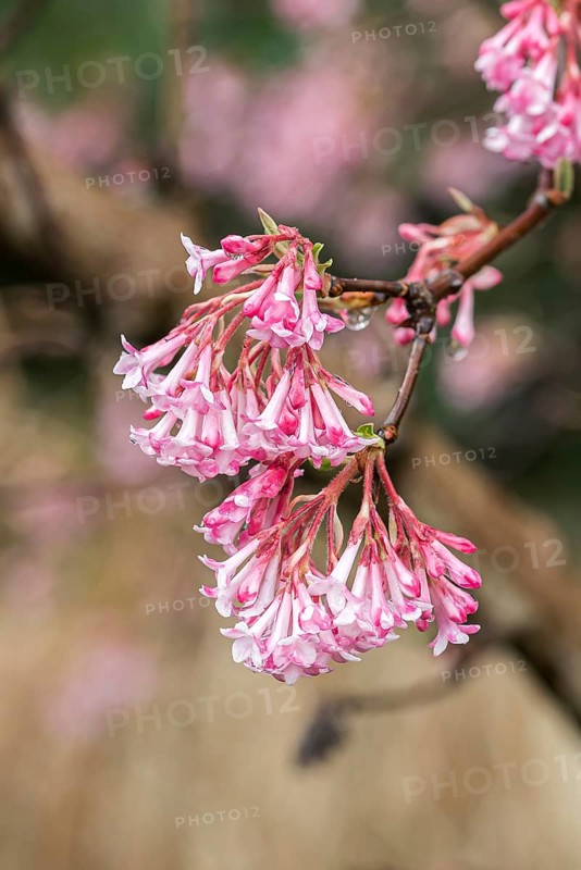 Winter scented snowball (Viburnum × bodnantense 'Charles Lamont')