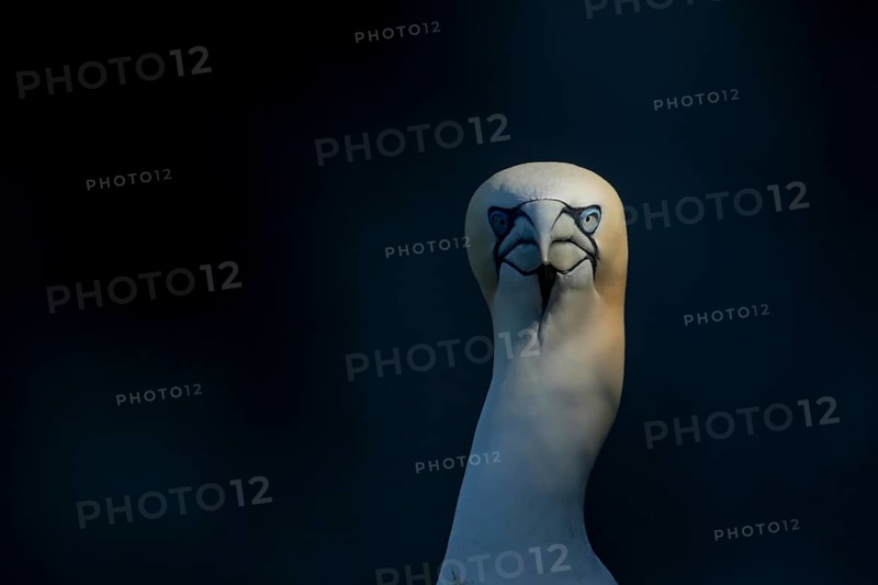 Northern gannet (Morus bassanus) adult sea bird head portrait, England, United Kingdom