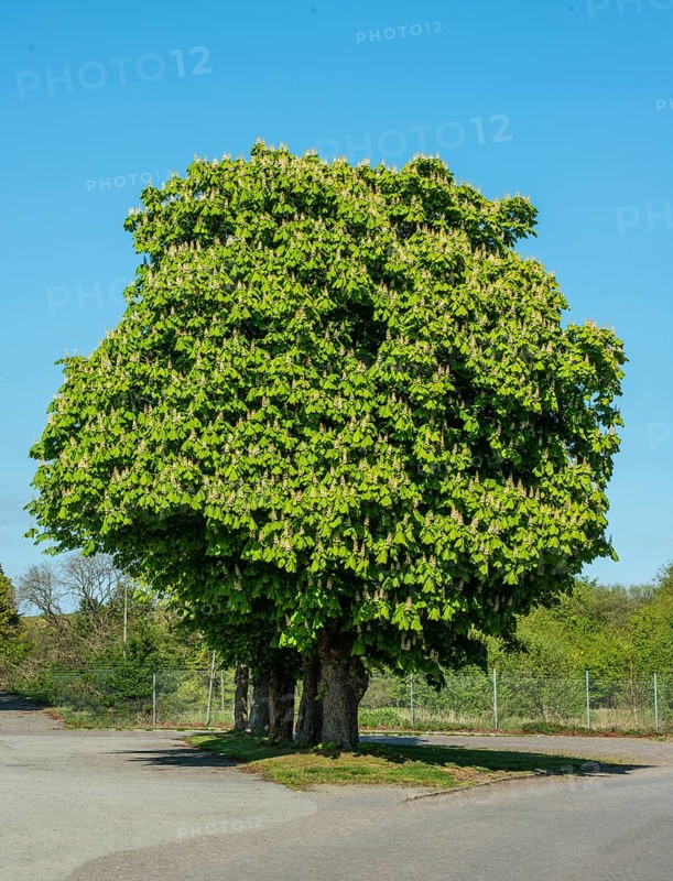 Flowering chestnut trees in Köpingebro, Ystad municipality, Skåne county, Sweden, Scandinavia
