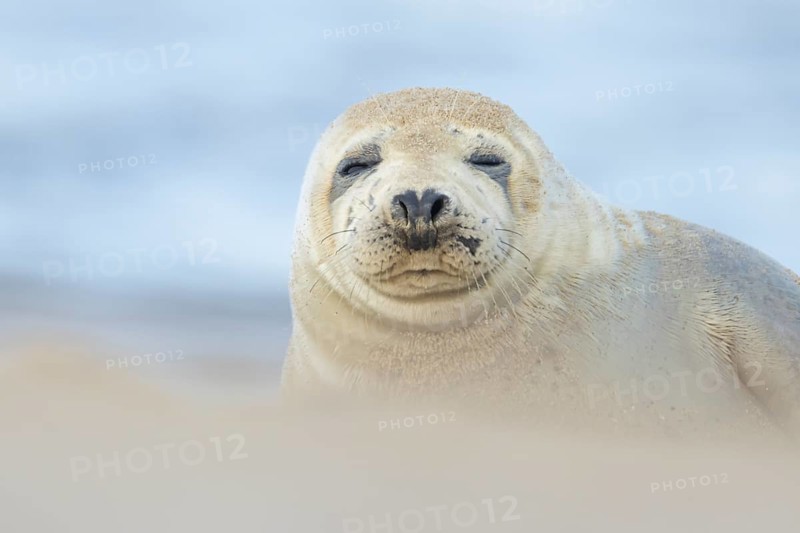 Common or Harbor seal (Phoca vitulina) adult animal sleeping on a beach, England, United Kingdom