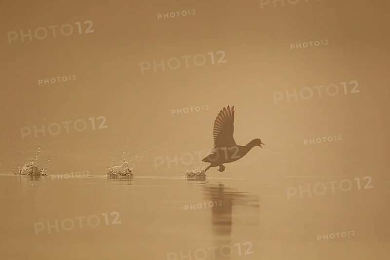 Eurasian coot (Fulica atra) silhouette of an adult bird running on water on a lake at sunrise, England, United Kingdom