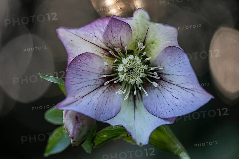Lenzrose (Helleborus orientalis Hybride Picotee), Emsland, Lower Saxony, Germany