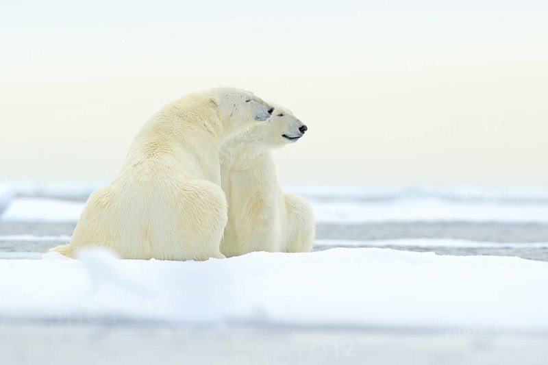 Polar bear dancing on the ice. Two Polar bears love on drifting ice with snow, white animals in the nature habitat, Svalbard, Norway. Animals playing in snow, Arctic wildlife. Funny image from nature