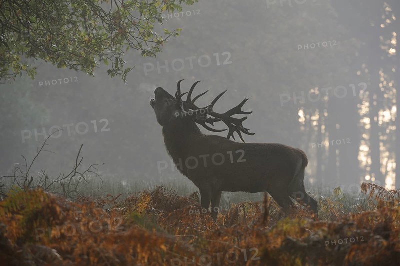 Red Deer (Cervus elaphus) stag roaring in morning fog, North Rhine-Westphalia, Germany