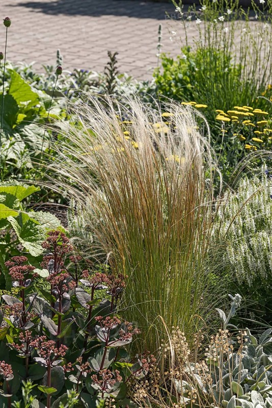 Tufted hairgrass (Stipa capillata)