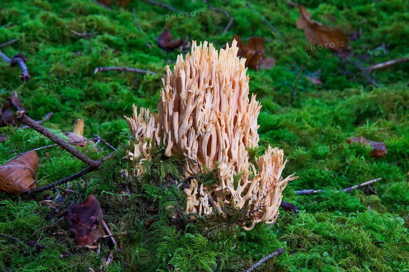 A pale coral (Ramaria pallida) growing out of the moss, Baden-Württemberg, Germany