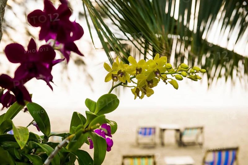 Orchids and deckchairs on the beach, Klong Son Beach, Ko Chang, Koh Chang, Mu Ko Chang National Park, Trat, Thailand