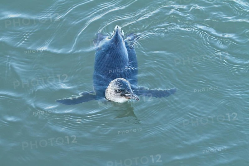 Little Penguin (Eudyptula minor), New South Wales, Australia
