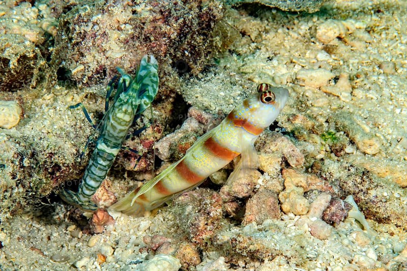 Symbiosis symbiotic behaviour of masked goby (Amblyeleotris gymnocephala) synonym (Cryptocentrus sungami) and Proterorhinus marmoratus (Alpheus rapax) goby and partner shrimp in front of burrow in sand on seabed, Pacific Ocean, Yap Island, Yap State, Caroline Islands, Federated States of Micronesia FSM, Australia, Oceania
