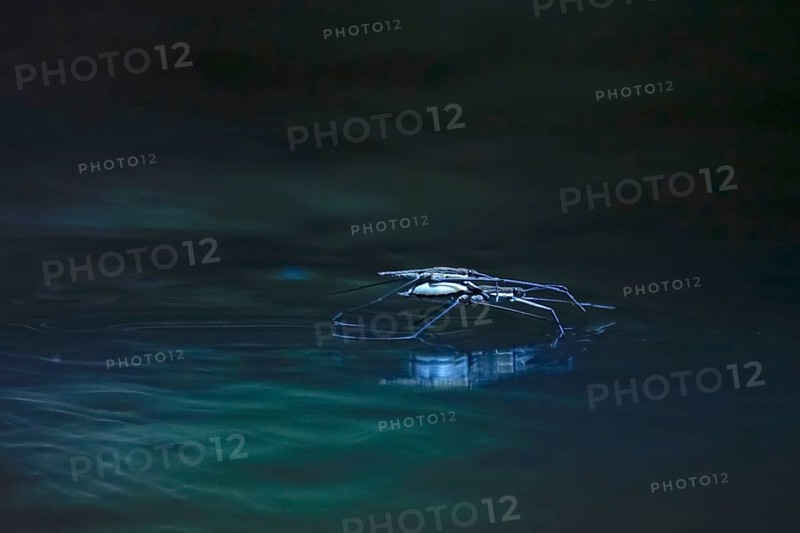 Insect Water strider (Gerridae) on a river, June, Saxony, Germany