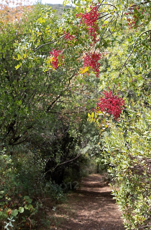 Turpentine pistachio (Pistacia terebinthus) or terebinth along a hiking trail in the highlands of Arcadia, Peloponnese, Greece