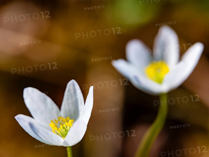 Wood anemone (anemone nemorosa), Bischofswiesen, Berchtesgadener Land, Upper Bavaria, Bavaria, Germany