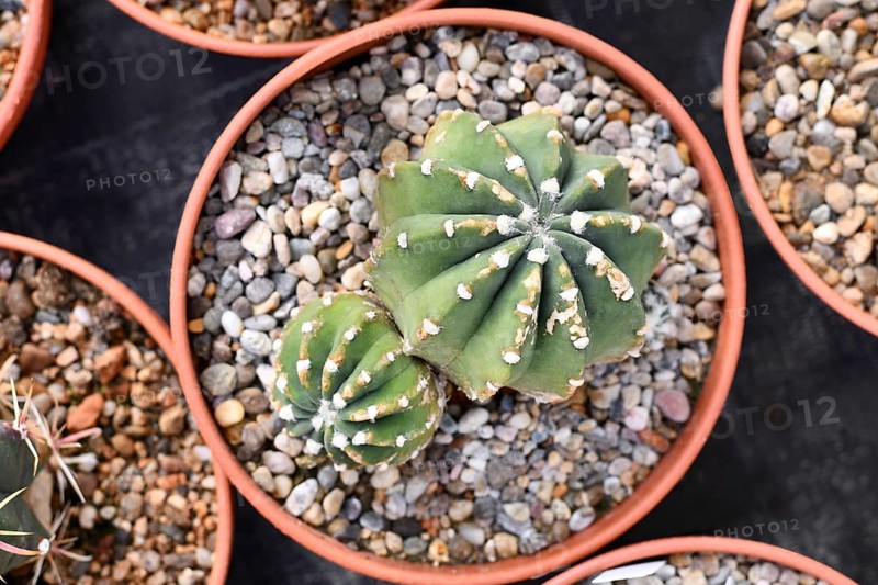 Top view of small 'Ferocactus Emoryi Ionis Rectispinus' cactus in flower pot with stones. Also called 'Fishhook Cactus'