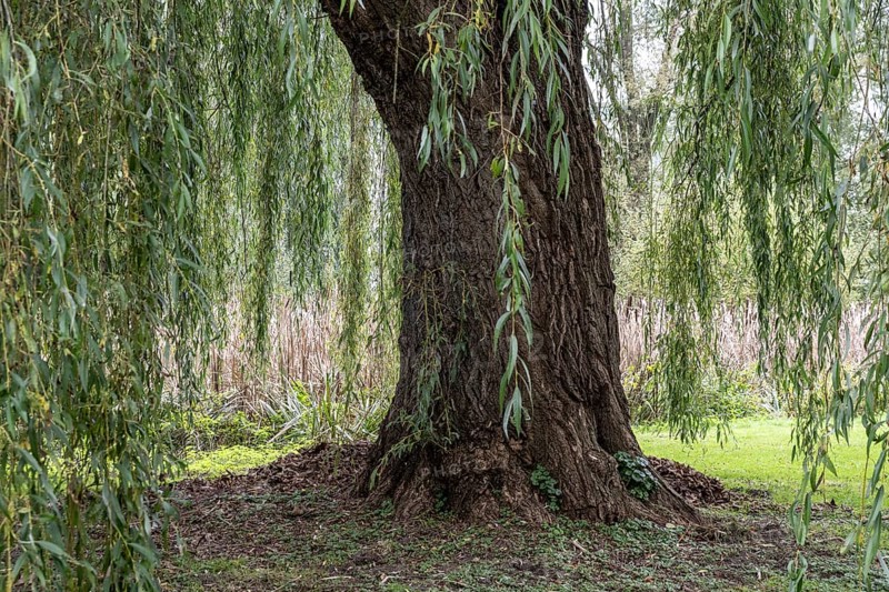 Weeping willow (Salix babylonica), North Rhine-Westphalia, Germany