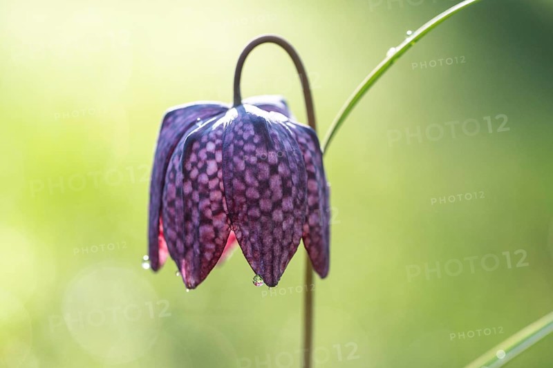 Snake's Head Fritillary (Fritillaria meleagris), Emsland, Lower Saxony, Germany