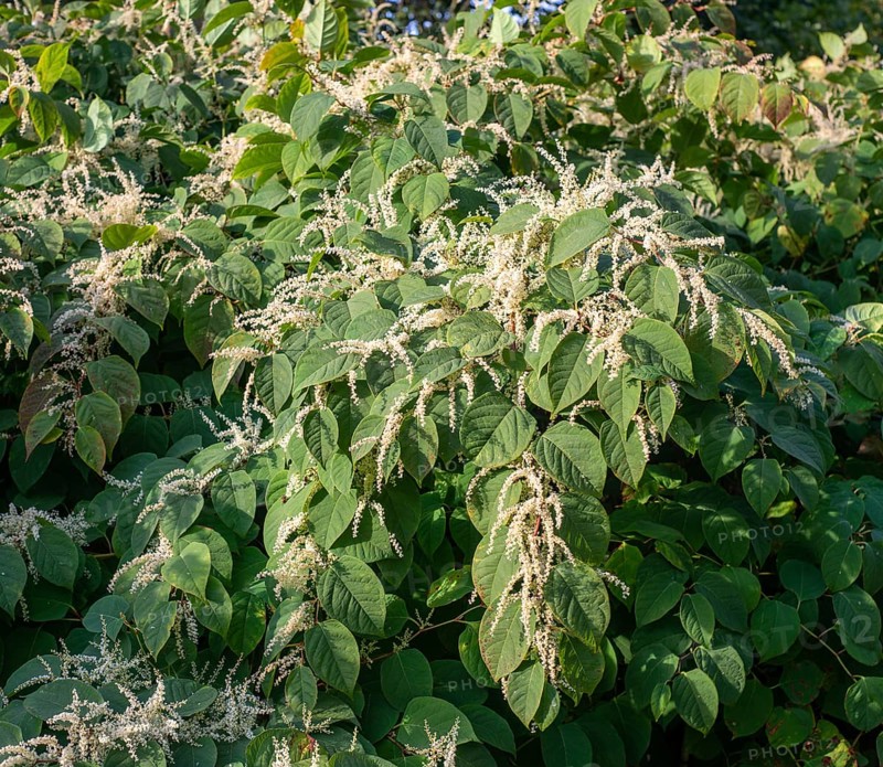 Flowering Japanese Knotweed (Fallopia Japonica), an invasive piece in Abbekås, Skurup Municipality, Scania Sweden, Scandinavia