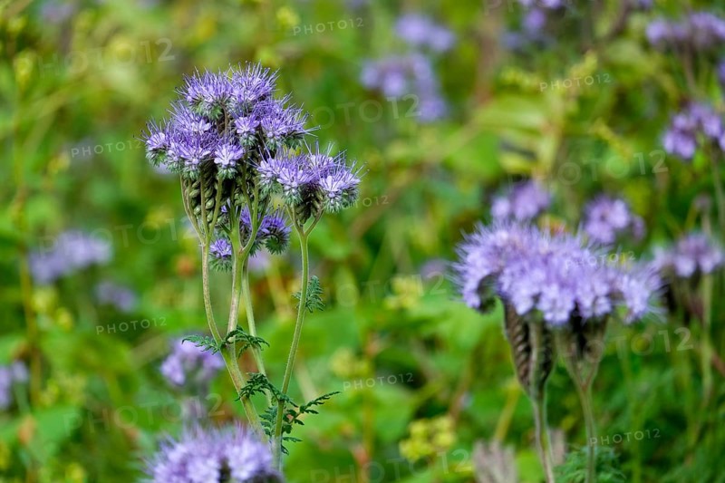 Tansy phacelia (Phacelia tanacetifolia), bee friend, Münsterland, North Rhine-Westphalia, Germany