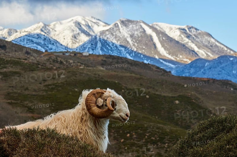 A sheep with curled horns in front of a picturesque mountain backdrop with snowy peaks, Kallikratis, Kallikratis Gorge, Sfakia, West Crete, Crete, Greek Islands, Greece