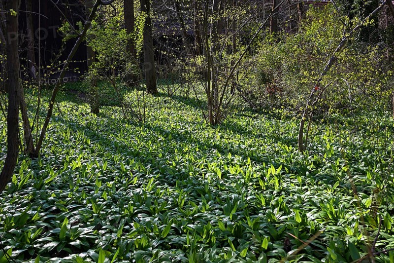 Wild garlic (Allium ursinum), English Garden, Munich, Bavaria, Germany