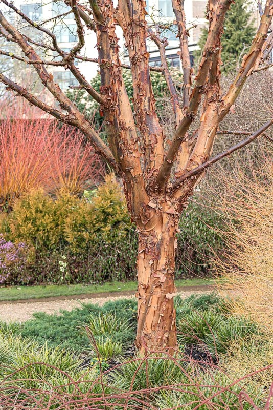 Paperbark maple (Acer griseum)