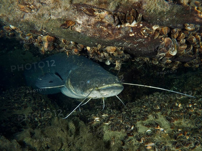 A catfish (Silurus glanis), Waller, hiding under shells and stones, dive site Zollbrücke, Rheinau, Canton Zurich, Rhine, High Rhine, Switzerland, Germany