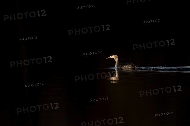 Great crested grebe (Podiceps cristatus) adult bird on a lake, England, United Kingdom