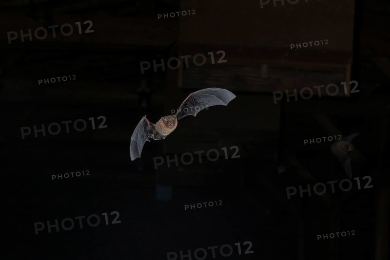 Common pipistrelle (Pipistrellus pipistrellus) in flight in a barn, Brandenburg, Germany
