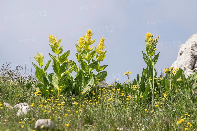 Great yellow gentian (Gentiana lutea), Monte Baldo, Veneto, Italy