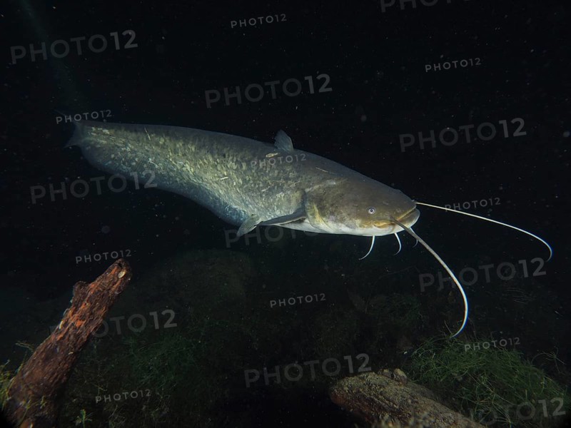 A large catfish (Silurus glanis), Waller, with long barbels swims in dark water, dive site Zollbrücke, Rheinau, Canton Zurich, Rhine, High Rhine, Switzerland, Germany