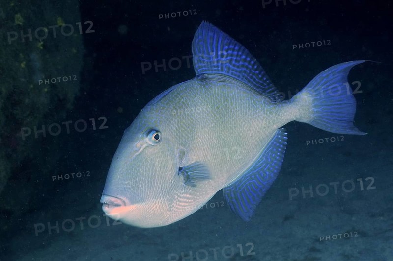 Grey triggerfish (Balistes capriscus Balistes carolinensis)