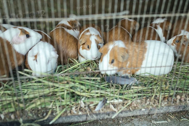 Cuys, giant guinea pigs (Cavia porcellus), in a cage at the market of Huancayo, Peru