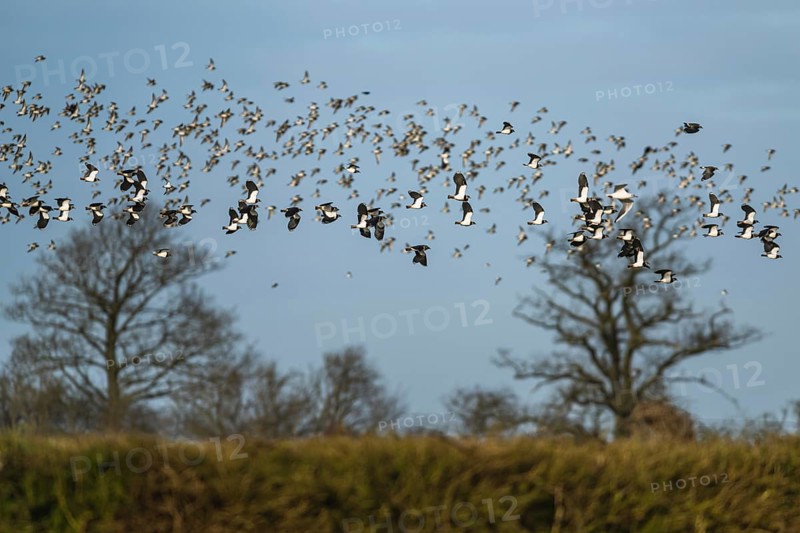 Northern Lapwing, Vanellus vanellus in flight at winter on marshes, England, United Kingdom