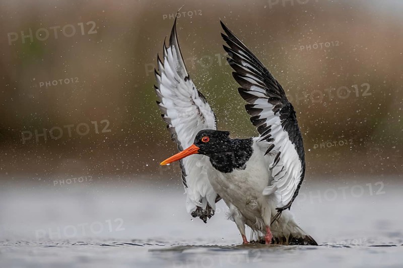 Eurasian Oystercatcher (Haematopus ostralegus) bathing, Schleswig-Holstein, Germany