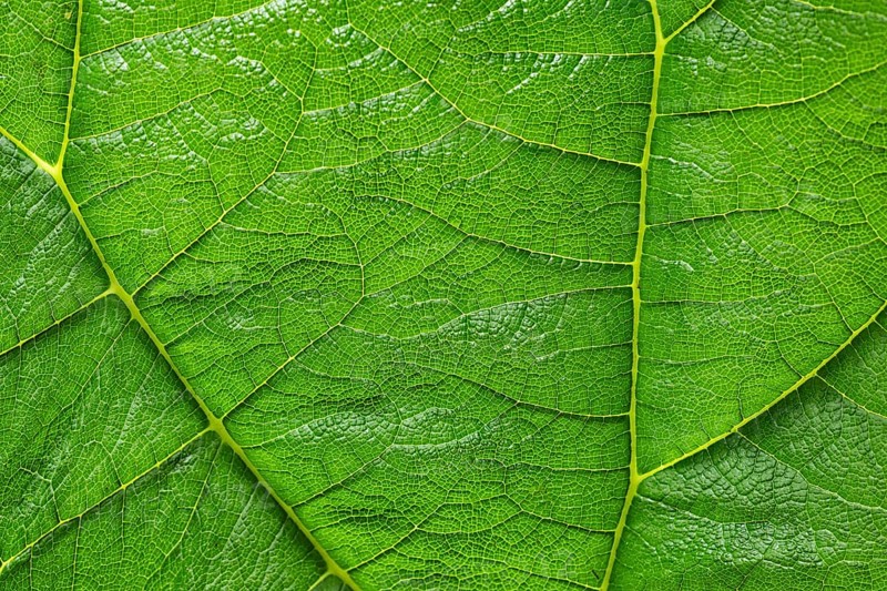 Leaf detail, leaf structures, Inverewe Gardens, Osgood Mackenzie, Poolewe, Loch Ewe, Highlands, Highlands, Scotland, Great Britain