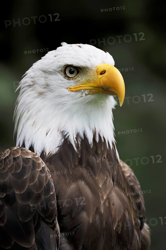 Bald eagle (Haliaeetus leucocephalus), portrait, captive, occurrence in North America