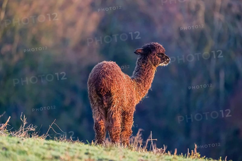 A young brown Alpaca (Vicugna pacos) stands on a green meadow . A forest is in the distant background