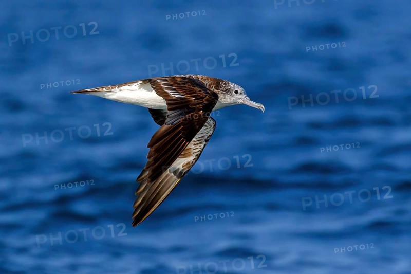 White-faced shearwater, White-faced shearwater, (Calonectris leucomelas), family of petrels, shearwater, animals, birds, flight photo, sea, Off Mirbat, Salalah, Dhofar, Oman